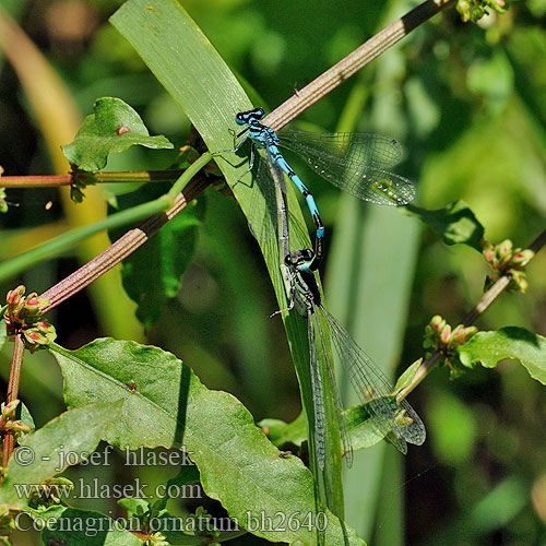 Coenagrion ornatum bh2640