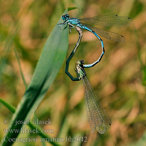 Šidélko ozdobné Vogel-Azurjungfer Vogelwaterjuffer Agrion orné Šidielko ozdobné Díszes légivadász Łątka ozdobna Стрелка украшенная Coenagrion ornatum Ornate Bluet