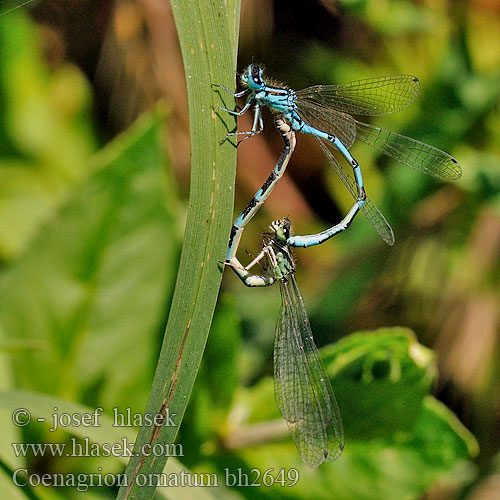 Vogel-Azurjungfer Vogelwaterjuffer Agrion orné Šidielko ozdobné Díszes légivadász Łątka ozdobna Стрелка украшенная Coenagrion ornatum Ornate Bluet Šidélko ozdobné