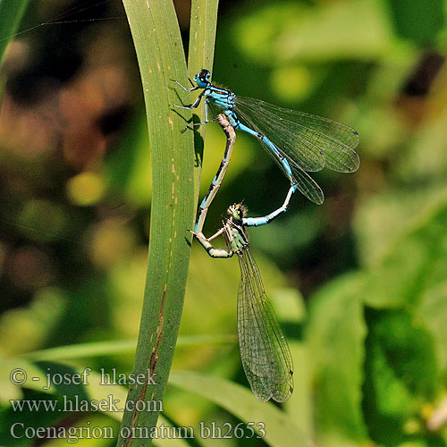 Vogelwaterjuffer Agrion orné Šidielko ozdobné Díszes légivadász Łątka ozdobna Стрелка украшенная Coenagrion ornatum Ornate Bluet Šidélko ozdobné Vogel-Azurjungfer