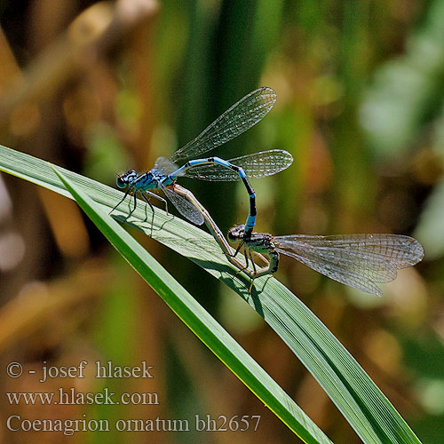 Agrion orné Šidielko ozdobné Díszes légivadász Łątka ozdobna Стрелка украшенная Coenagrion ornatum Ornate Bluet Šidélko ozdobné Vogel-Azurjungfer Vogelwaterjuffer