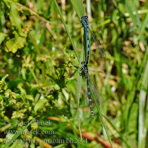 Coenagrion ornatum bh2661