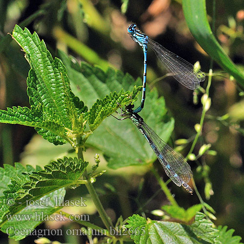 Šidielko ozdobné Díszes légivadász Łątka ozdobna Стрелка украшенная Coenagrion ornatum Ornate Bluet Šidélko ozdobné Vogel-Azurjungfer Vogelwaterjuffer Agrion orné