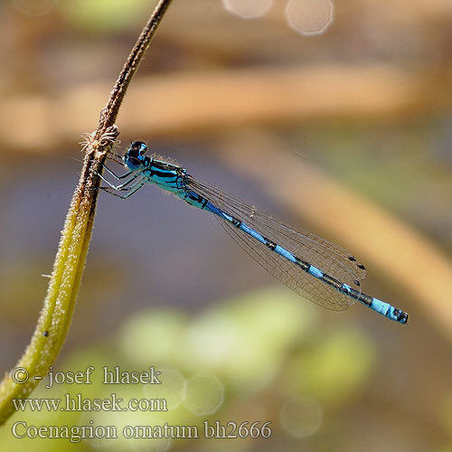 Coenagrion ornatum bh2666