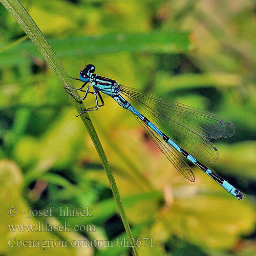 Coenagrion ornatum bh2671