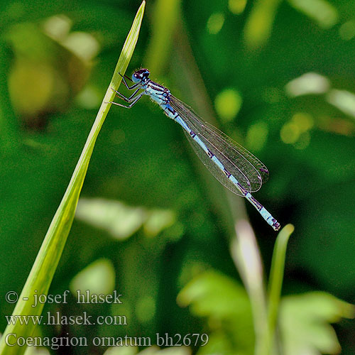 Стрелка украшенная Coenagrion ornatum Ornate Bluet Šidélko ozdobné Vogel-Azurjungfer Vogelwaterjuffer Agrion orné Šidielko ozdobné Díszes légivadász Łątka ozdobna