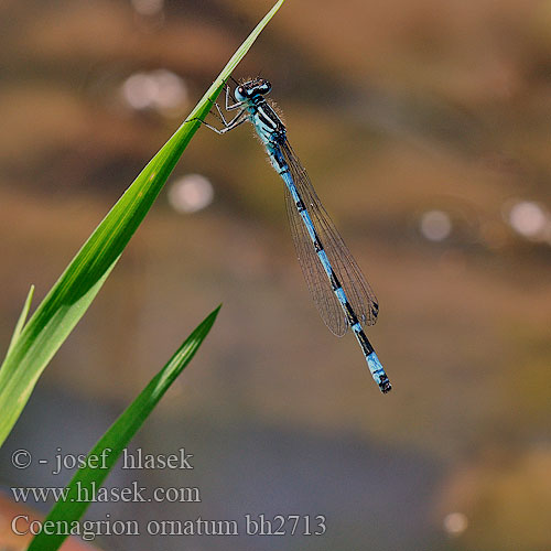 Стрелка украшенная Coenagrion ornatum Ornate Bluet Šidélko ozdobné Vogel-Azurjungfer Vogelwaterjuffer Agrion orné Šidielko ozdobné Díszes légivadász Łątka ozdobna