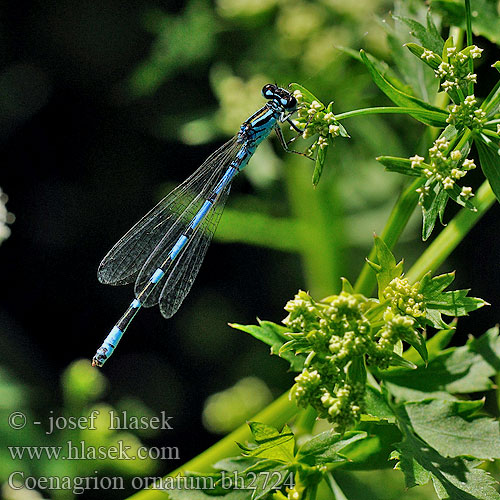 Coenagrion ornatum Šidélko ozdobné Vogel-Azurjungfer Vogelwaterjuffer Ornate Bluet Agrion orné Šidielko ozdobné Díszes légivadász Łątka ozdobna Стрелка украшенная