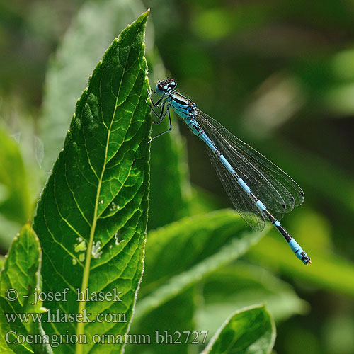 Šidélko ozdobné Vogel-Azurjungfer Vogelwaterjuffer Ornate Bluet Agrion orné Šidielko ozdobné Díszes légivadász Łątka ozdobna Стрелка украшенная Coenagrion ornatum