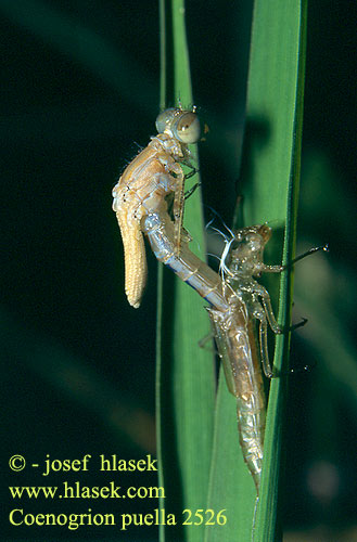 Coenagrion puella Azure damselfly Bluet Hestesko