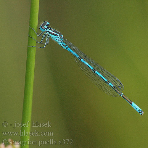 Coenagrion puella Azure damselfly Bluet Hestesko