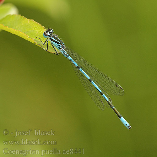 Coenagrion puella Agrion jouvencelle fanciullo