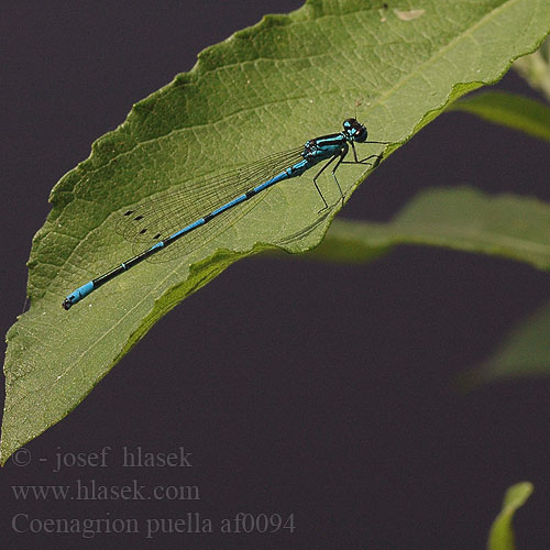 Eteläntytönkorento Agrion jouvencelle Agrion fanciullo