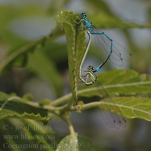 Coenagrion puella ai0819