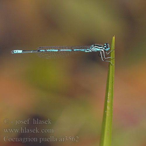 Coenagrion puella ai3562