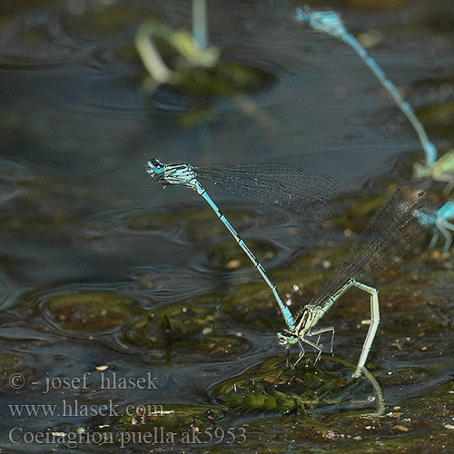 Coenagrion puella ak5953