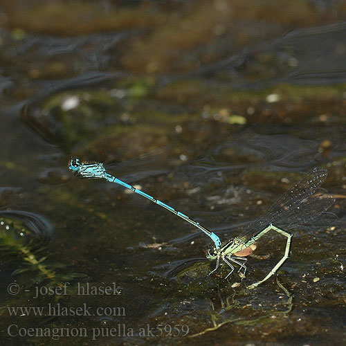 Coenagrion puella ak5959