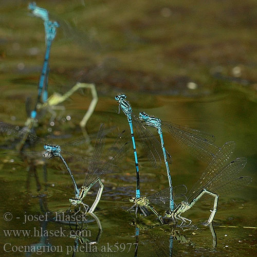 Azure damselfly Bluet Hestesko Vandnymfe