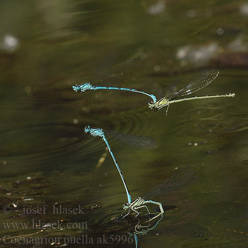 Coenagrion puella ak5996