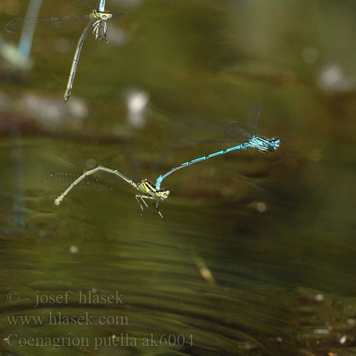 Agrion jouvencelle Agrion fanciullo