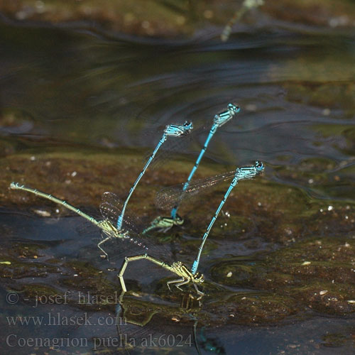 Coenagrion puella ak6024