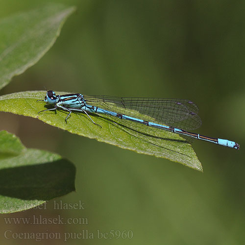 Coenagrion puella bc5960