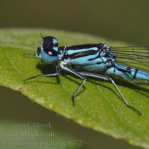 Coenagrion puella bc5972