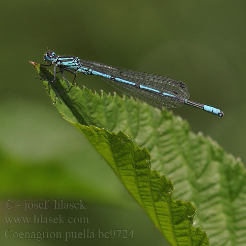 Coenagrion puella bc9724