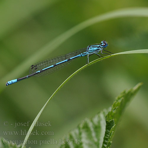 Coenagrion puella bc9745