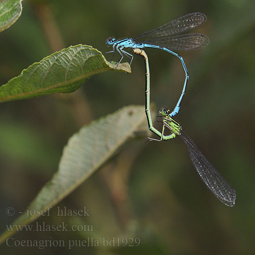 Coenagrion puella bd1929