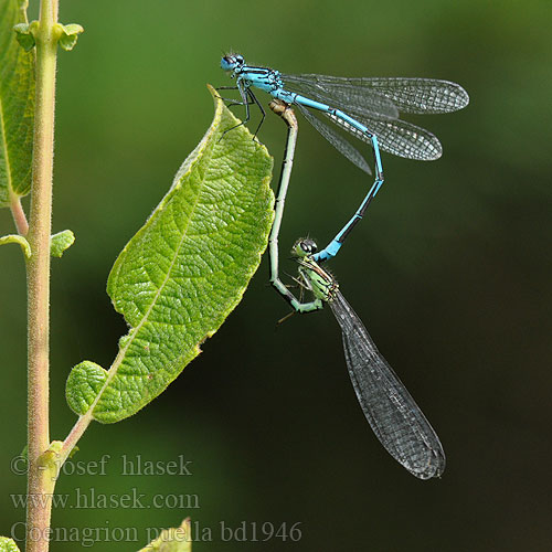 Coenagrion puella bd1946