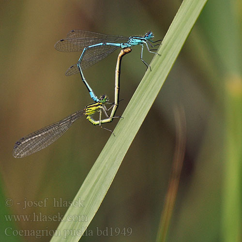 Coenagrion puella bd1949