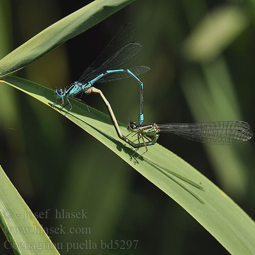 Coenagrion puella Azure Bluet damselfly