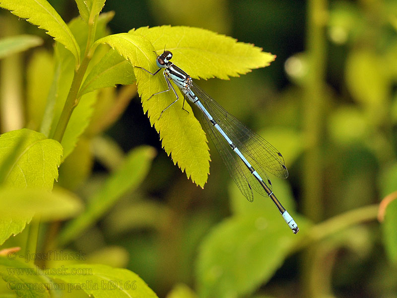 Azure damselfly Bluet Hestesko Vandnymfe Coenagrion puella