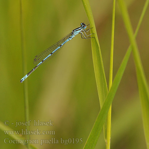 Coenagrion puella Azure damselfly Bluet