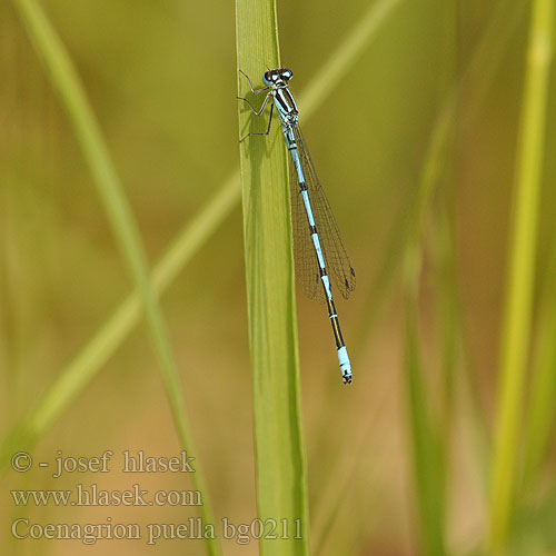 Coenagrion puella bg0211