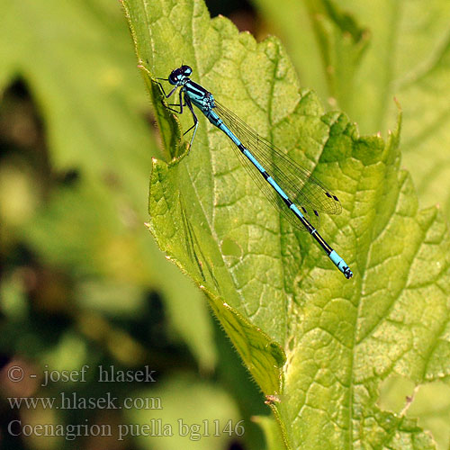 Coenagrion puella bg1146