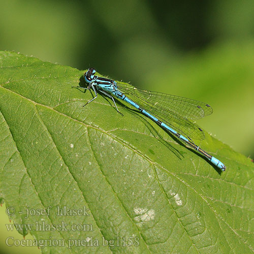 Coenagrion puella bg1158