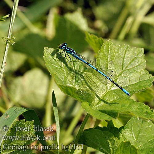 Coenagrion puella bg1161