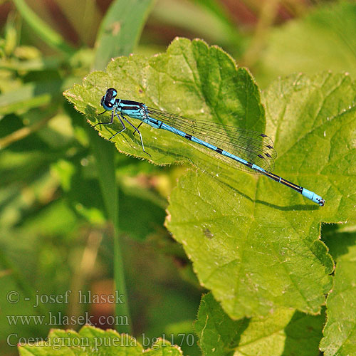 Coenagrion puella bg1170