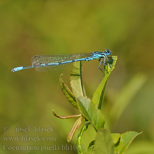 Coenagrion puella bh1023