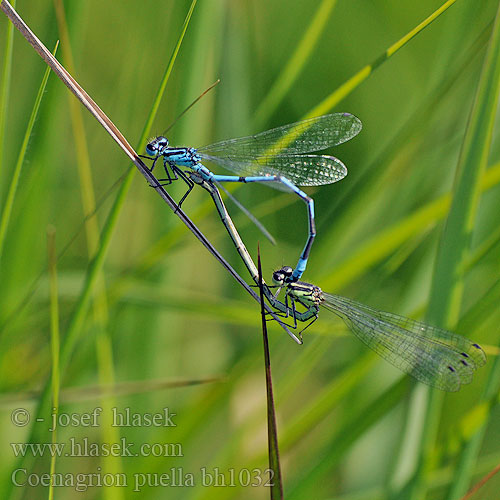 Coenagrion puella bh1032