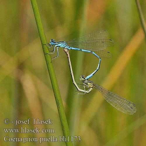 Coenagrion puella bh1173