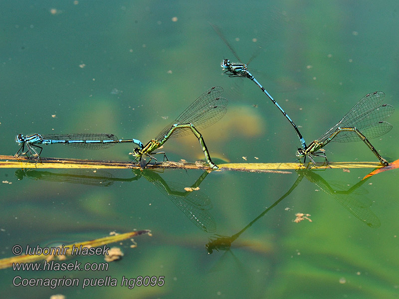 Eteläntytönkorento Agrion jouvencelle Coenagrion puella