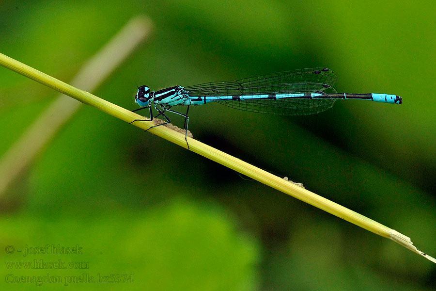 Agrion fanciullo Szép légivadász Coenagrion puella