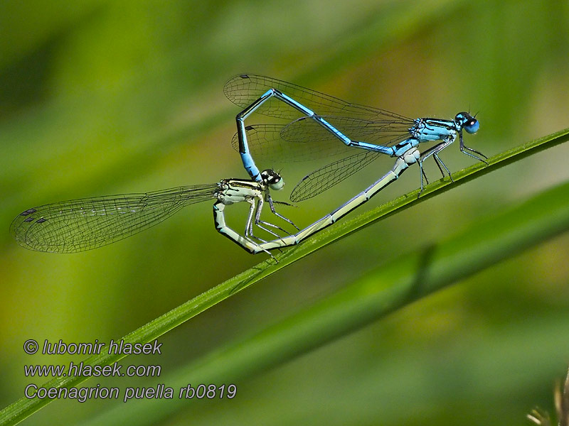 Hufeisen-Azurjunfer łątka dzieweczka Coenagrion puella