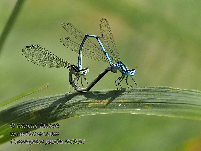 Šidélko páskované Coenagrion puella