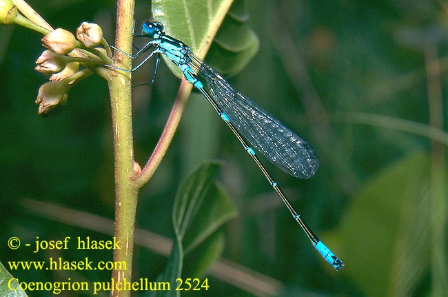 Coenagrion pulchellum Variable damselfly Bluet Flagermus Vandnymfe Sirotytönkorento Agrion gracieux Variabele waterjuffer Agrion leggiadro Fledermaus-Azurjungfer łątka nietoperzówka Šidélko širokoskvrnné Mörk U-flickslända Variabel blåvannymfe Стрелка изящная Стрілка чудова Gyakori légivadász Suhljati škratec