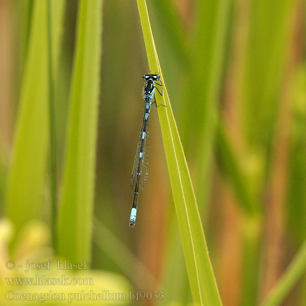 Coenagrion pulchellum bf9033