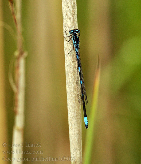 Coenagrion pulchellum bf9035